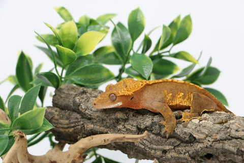 5 Essential Steps for Proper Crested Gecko Care