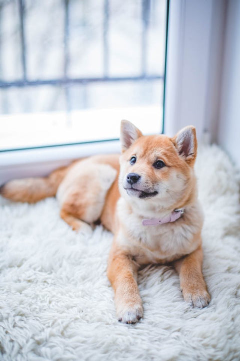 8 Tips On How To Stop a Dog From Barking When Left Alone