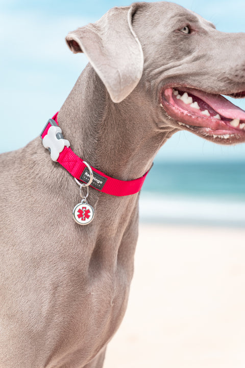 Medical - Red Dingo Engraved Cat/Dog Tag