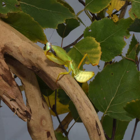 HabiStat Clear Acrylic Mantis Home