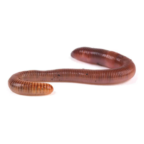 Earthworms, Twin Pack or Bulk Bag