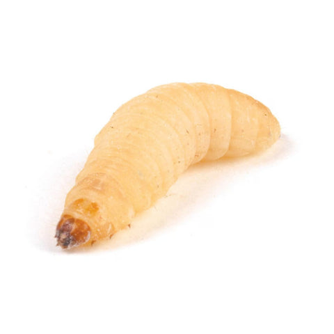 Waxmoth Larvae (Waxworms), Single Tub, Twin Pack, or Bulk Tub