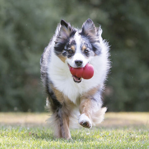 KONG Classic Dog Chew Toy Red