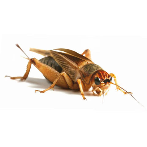 4th Silent Crickets, Single Tub, Twin Pack or Bulk Bag