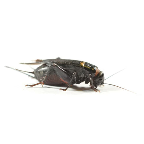 Hatchling Black Crickets, Single Tub or Twin Pack