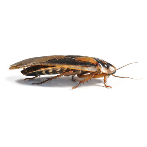 Dubia Roaches (Cockroaches), Medium, Large, or Adult Sizes