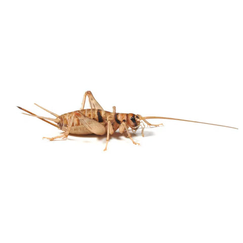 Hatchling Banded Brown Crickets, Single Tub or Twin Pack