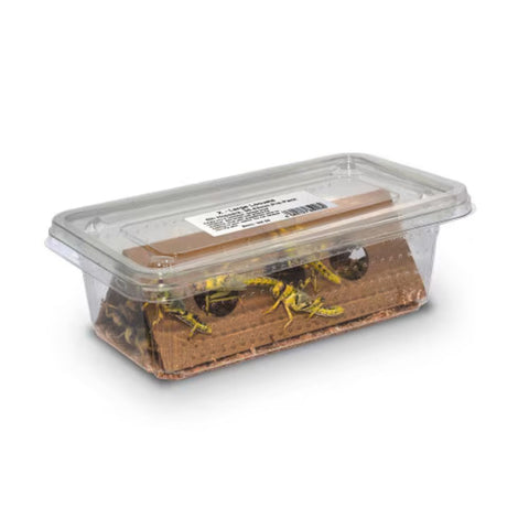 Large Adult Locusts, Single Tub or Twin Pack