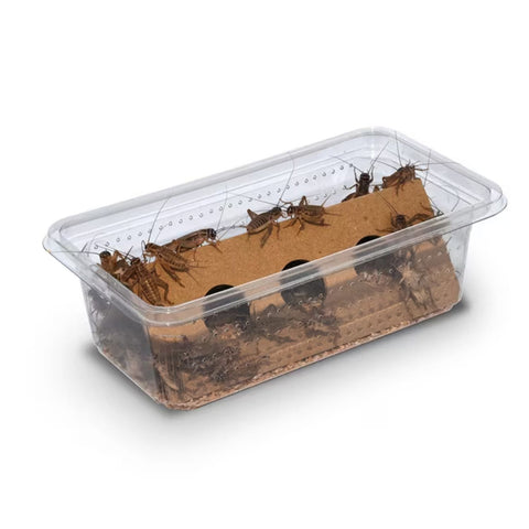 1st Banded Brown Crickets, Single Tub, Twin Pack, or Bulk Bag