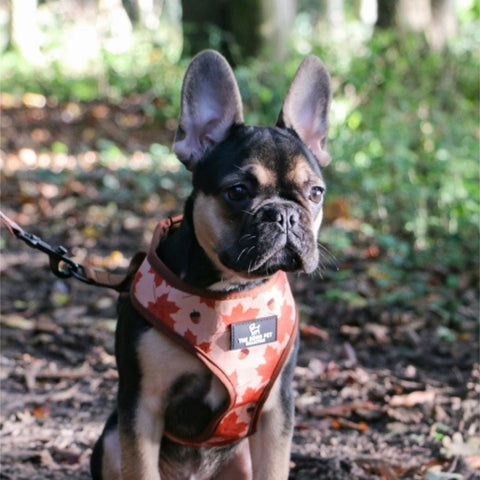 Ancol Soho Reversible Maple Leaf/Woodland Harness