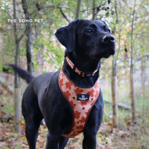 Ancol Soho Maple Leaf Dog Collar