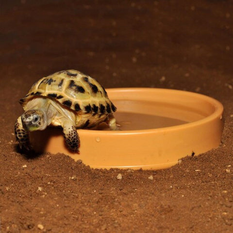 HabiStat Plastic Shallow Water Bowl for Turtles & Tortoises