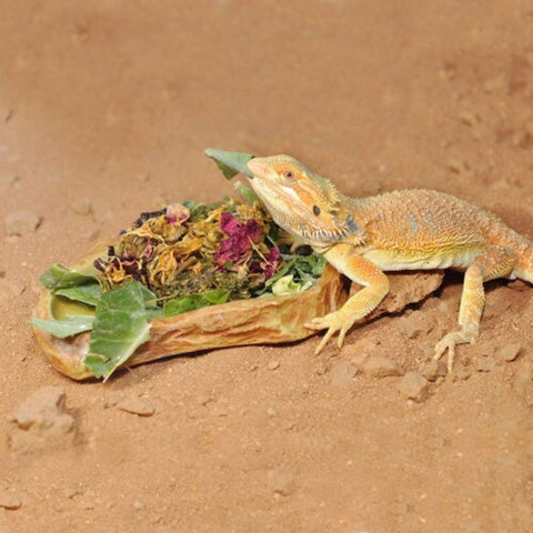 HabiStat Sandstone Feeding Dish