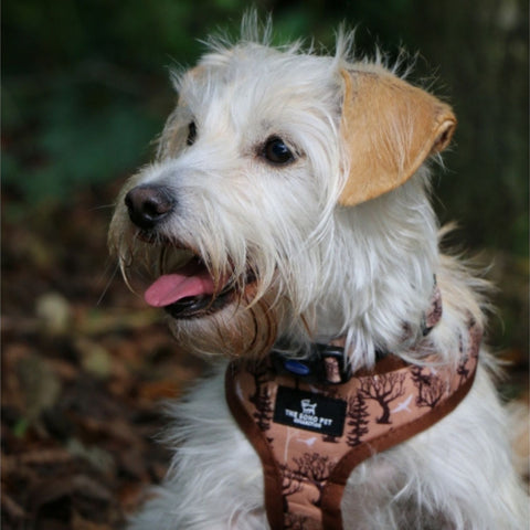 Ancol Soho Reversible Maple Leaf/Woodland Harness