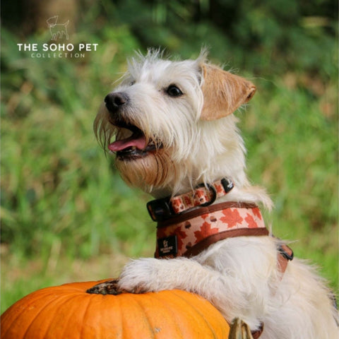 Ancol Soho Maple Leaf Dog Collar