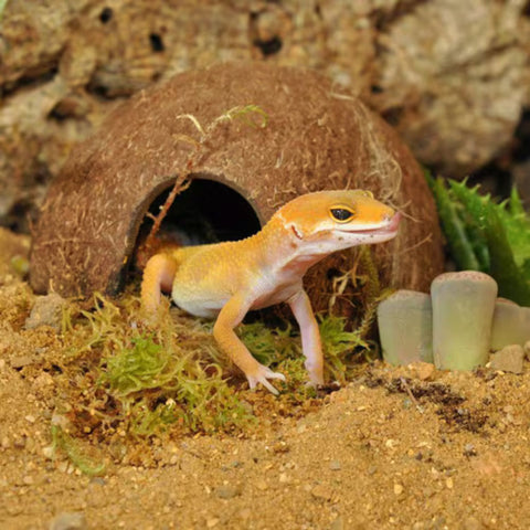 HabiStat Leopard Gecko Accessory Kit