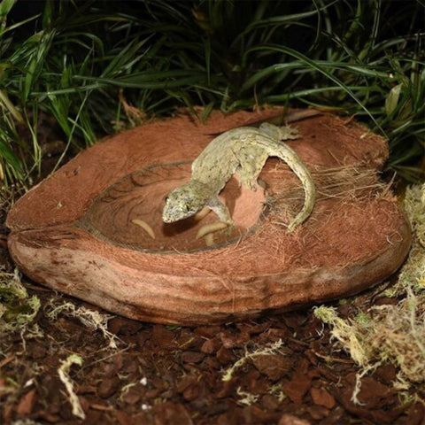 HabiStat Natural Coconut Bowl