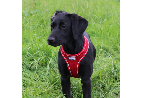 Ancol Comfort Mesh Harness - Red