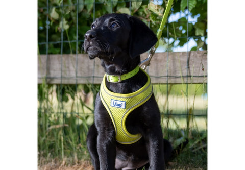 Ancol Comfort Mesh Harness - Lime (Hi-Vis)