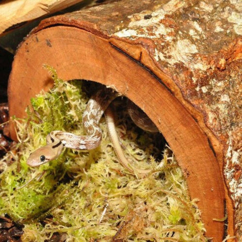 HabiStat Natural Forest Hideout