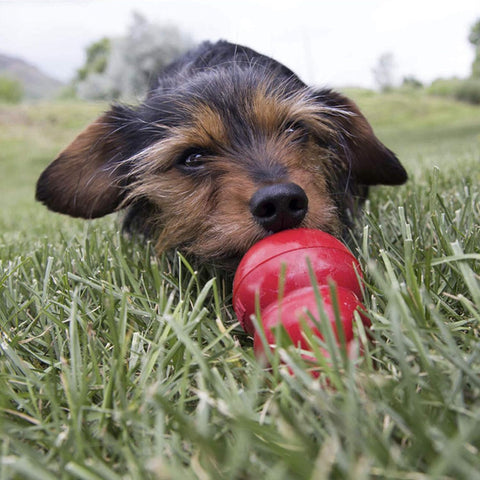 KONG Easy Treat Peanut Butter For Dogs Spray Can