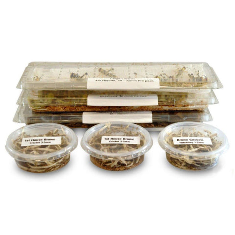 4-6 Tubs Letterbox Pack, Reptile Live Food, Mix 'N' Match, Express Delivery