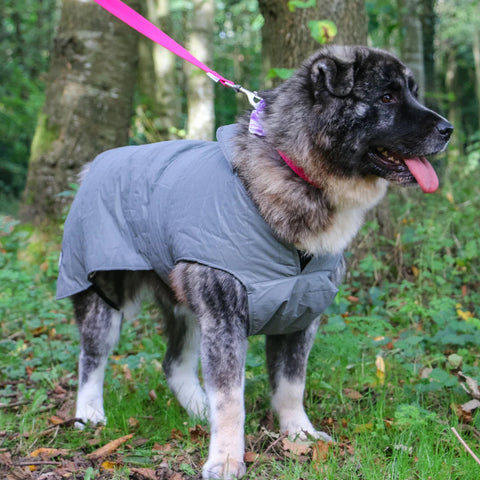 Ancol Muddy Paws Ultimate, Water-Resistant, Reflective Dog Coat