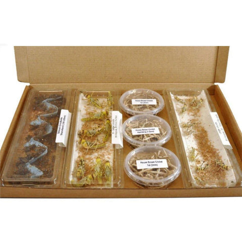 4-6 Tubs Letterbox Pack, Reptile Live Food, Mix 'N' Match, Express Delivery