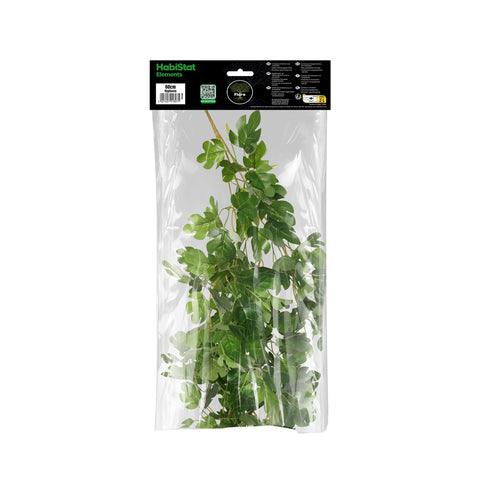 HabiStat Hanging Vine, Hyphosis, 60cm