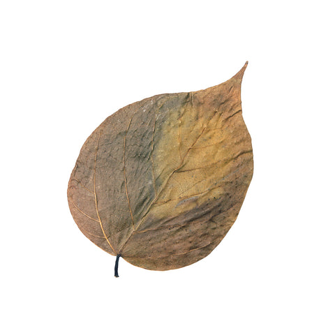 HabiStat Leaves, Dadap, 10 Pack