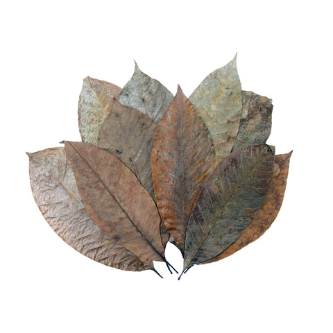 HabiStat Leaves, Rubber Leaves, 10 Pack