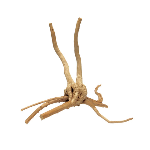 HabiStat Spider Root, Extra Small