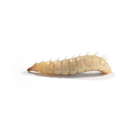 Calci Worms, 25g, Single or Twin Pack