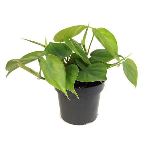 Live Plant, Scindapsus Climber, Single