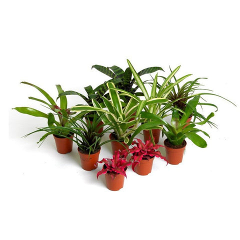 Live Plants, Bromeliad Mix, 10 Plants