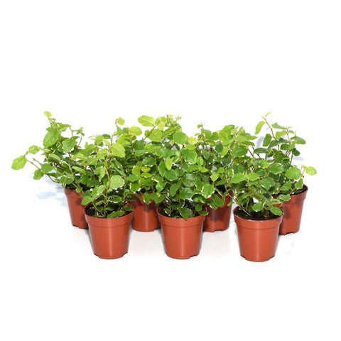 Live Plants, Creeping Fig (Ficus), 7 Plants