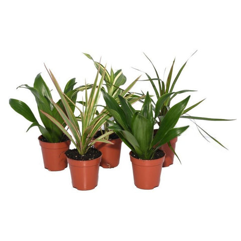 Live Plants, Dragon Trees (Dracena), 5 Plants