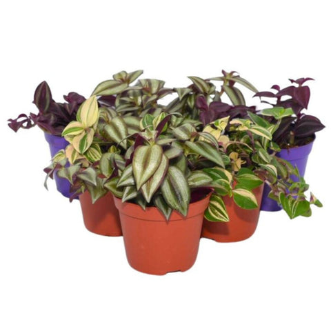 Live Plants, Inch Plants, 6 Plants