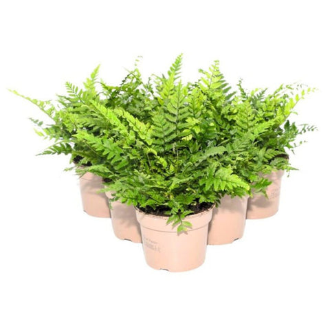 Live Plants, Lady Ferns, 6 Plants