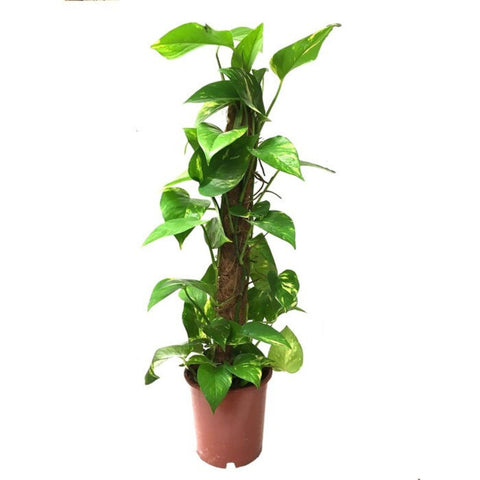 Live Plants, Mosstok Pole, Single