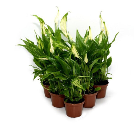 Live Plants, Peace Lilies (Spathiphyllum), 6 Plants