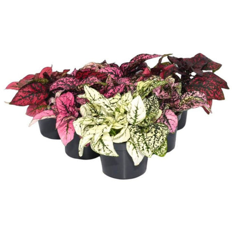 Live Plants, Polka Dot Plants, 6 Plants