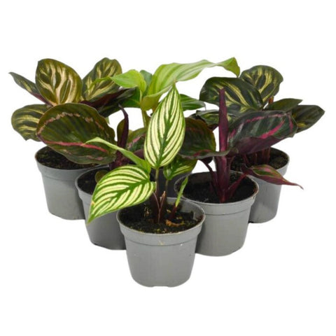 Live Plants, Prayer Plants, 6 Plants