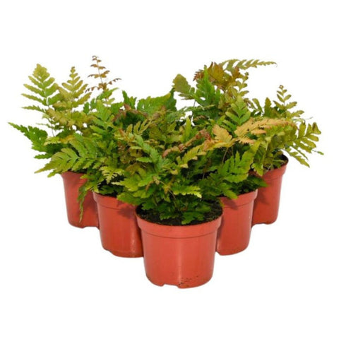 Live Plants, Shield Ferns, 6 Plants