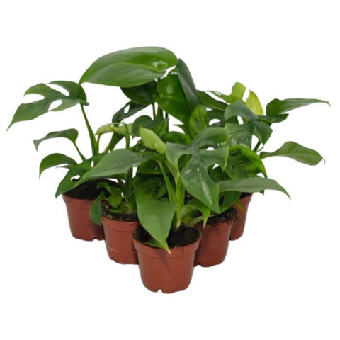 Live Plants, Monstera Swiss Cheese Plants, 6 Plants