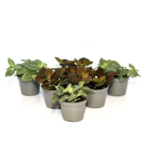 Live Plants, Fittonia Nerve Plants, 6 Plants