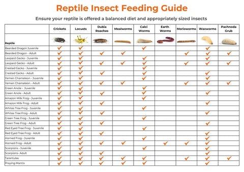 Dubia Roaches (Cockroaches), Medium, Large, or Adult Sizes