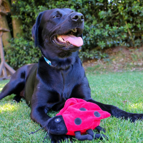 Ancol Playtime Little Bug, Mystery Large Dog Toy